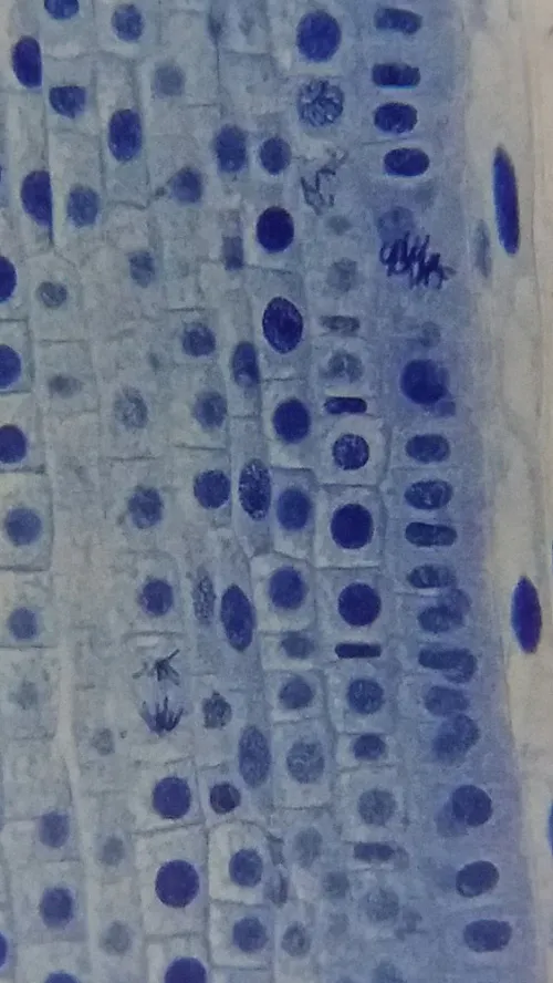 Микроскоп Bresser Erudit Basic 40–400x фотография