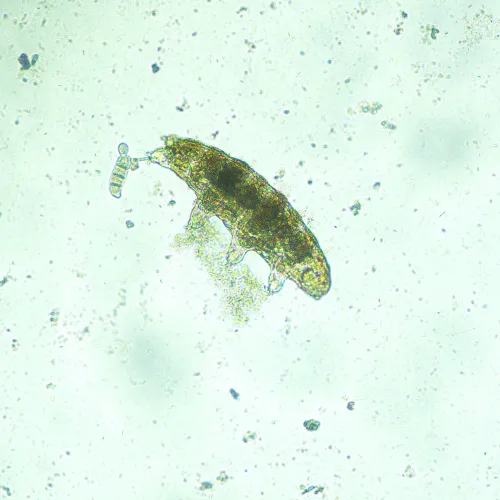 Микроскоп биологический инвертированный цифровой MAGUS Bio VD300 изображение