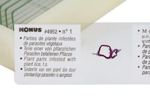 Набор микропрепаратов Konus 10: «Животные и растения. Мутации» картинка