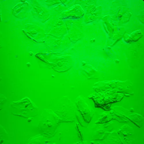 Микроскоп биологический инвертированный MAGUS Bio V360 картинка