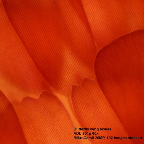 Микроскоп Bresser Science ADL-601P фотография