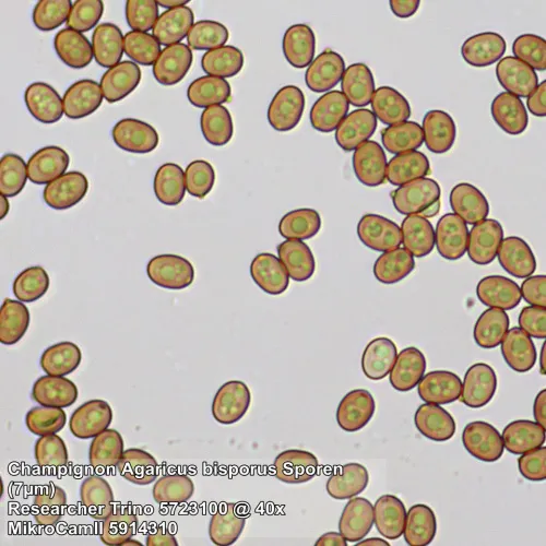 Микроскоп Bresser Researcher Trino картинка
