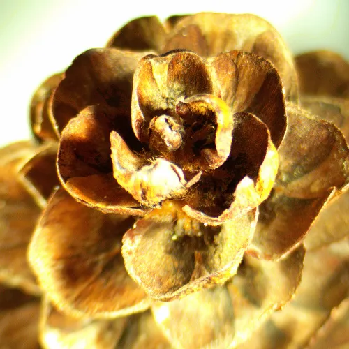 Микроскоп стереоскопический MAGUS Stereo A18T изображение