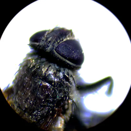 Микроскоп стереоскопический MAGUS Stereo A10 изображение