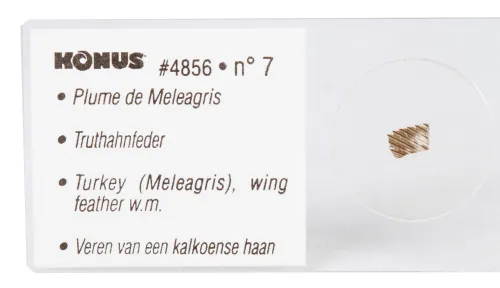 Набор микропрепаратов Konus 10: «Ящерицы, змеи и птицы» картинка