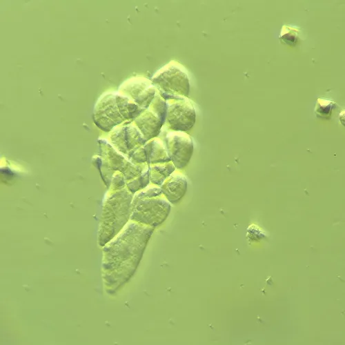 Устройство MAGUS HCM360 для работы методом контраста Хоффмана с набором объективов изображение