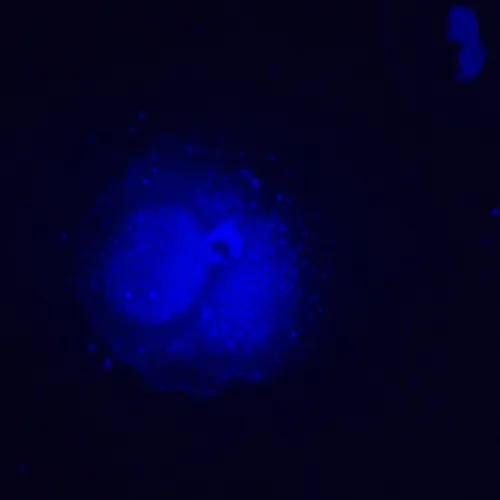 Микроскоп люминесцентный инвертированный цифровой MAGUS Lum VD500L фото