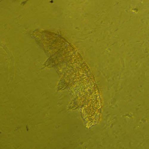 Микроскоп биологический инвертированный MAGUS Bio V360 фото