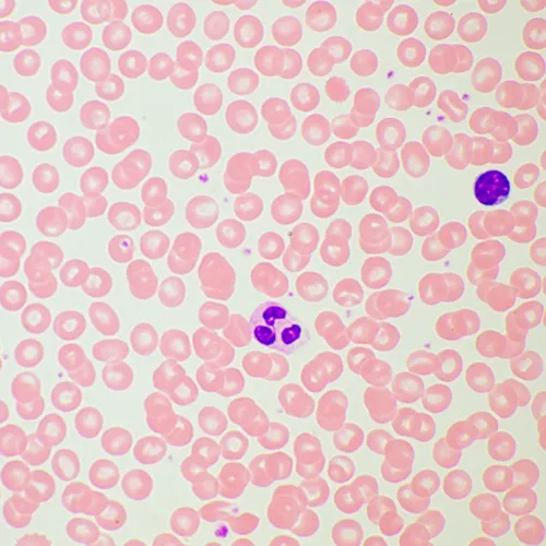 Микроскоп биологический MAGUS Bio 260T картинка