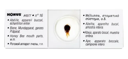 Набор микропрепаратов Konus 25: «Беспозвоночные и насекомые» фото
