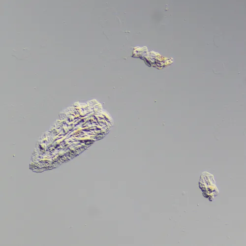 Устройство для работы методом дифференциально-интерференционного контраста (ДИК) MAGUS DIC290 фото