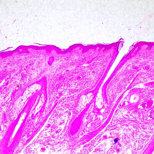 Микроскоп биологический MAGUS Bio 290T фотография