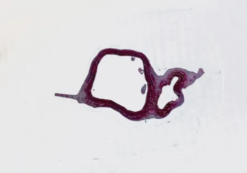 Набор микропрепаратов Konus 10: «Животные и растения. Мутации» изображение