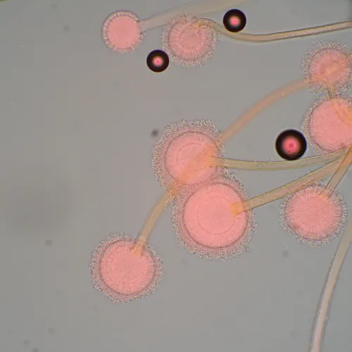 Микроскоп биологический MAGUS Bio 270T изображение