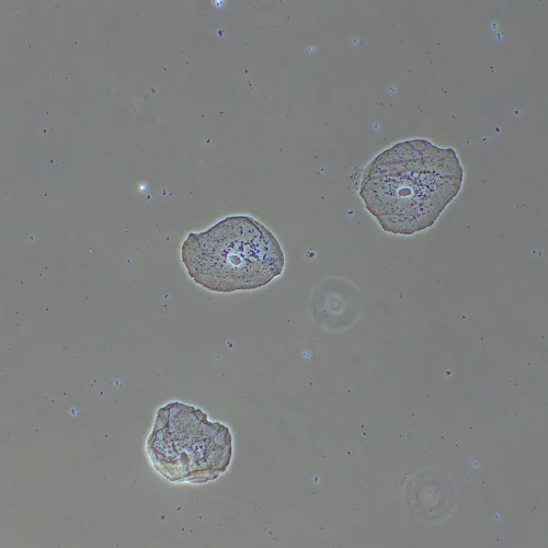 Фазово-контрастное устройство MAGUS PH2 изображение