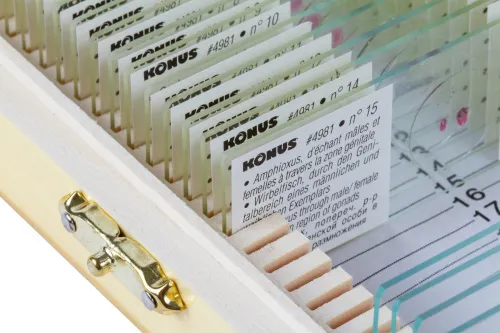 Набор микропрепаратов Konus 15: «Размножение беспозвоночных» фотография