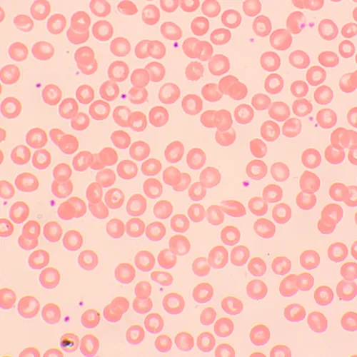 Микроскоп биологический MAGUS Bio 250BL фотография