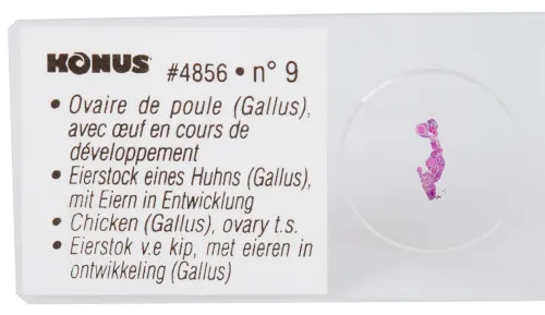 Набор микропрепаратов Konus 10: «Ящерицы, змеи и птицы» фотография