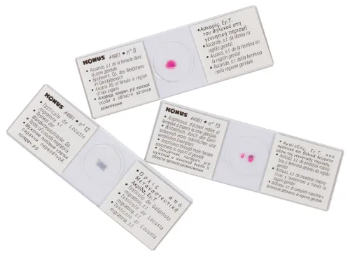 Набор микропрепаратов Konus 15: «Размножение беспозвоночных» картинка