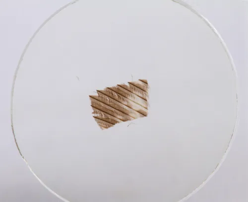 Набор микропрепаратов Konus 10: «Ящерицы, змеи и птицы» изображение