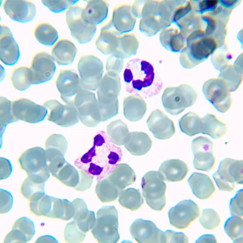 Микроскоп биологический цифровой MAGUS Bio D230TL LCD фото