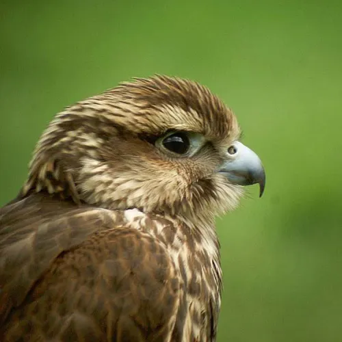 Зрительная труба MINOX MD 62 изображение