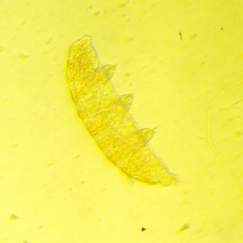 Микроскоп биологический инвертированный цифровой MAGUS Bio VD350 картинка