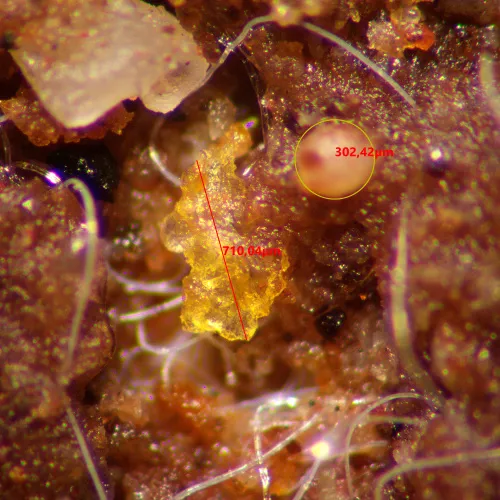 Микроскоп стереоскопический MAGUS Stereo A10 фотография