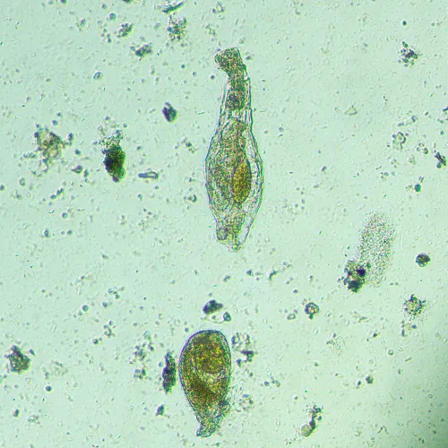 Микроскоп биологический инвертированный MAGUS Bio V300 фотография