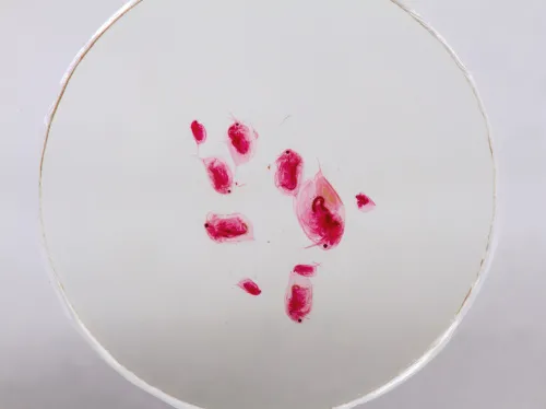 Набор микропрепаратов Konus 10: «Потрясающий мир в капле воды» фото