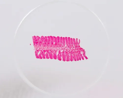 Набор микропрепаратов Konus 10: «Рыбы, лягушки и другие земноводные» фото