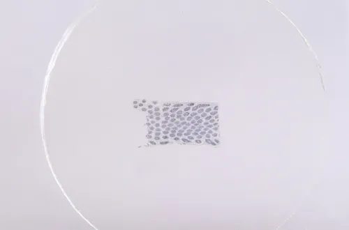 Набор микропрепаратов Konus 15: «Размножение беспозвоночных» фотография