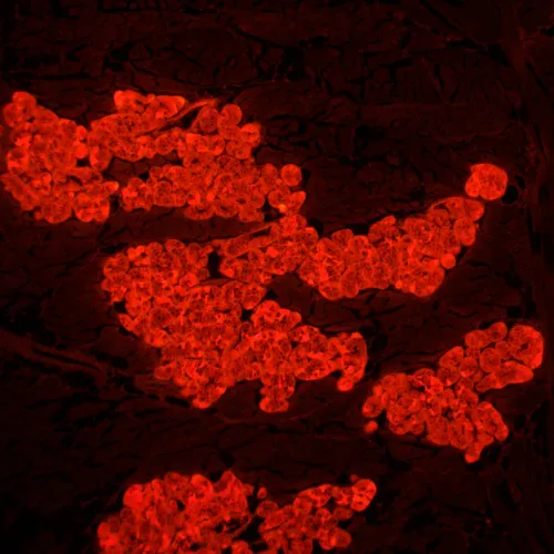 Микроскоп люминесцентный MAGUS Lum 450L фото