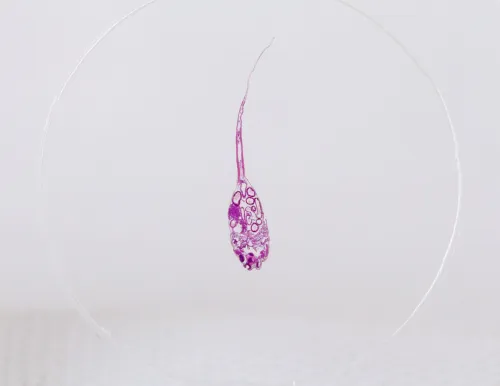 Набор микропрепаратов Konus 10: «Рыбы, лягушки и другие земноводные» фото