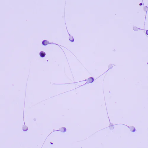 Микроскоп биологический MAGUS Bio 260T фотография