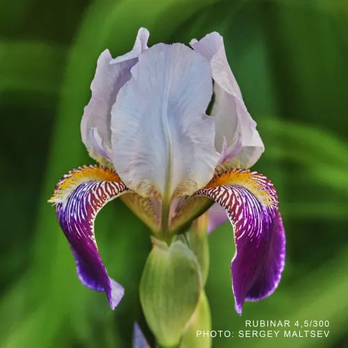 Объектив фотографический МС Рубинар 4,5/300 Макро изображение