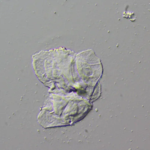 Устройство для работы методом дифференциально-интерференционного контраста (ДИК) MAGUS DIC290 фото