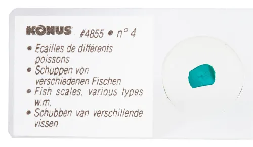 Набор микропрепаратов Konus 10: «Рыбы, лягушки и другие земноводные» картинка
