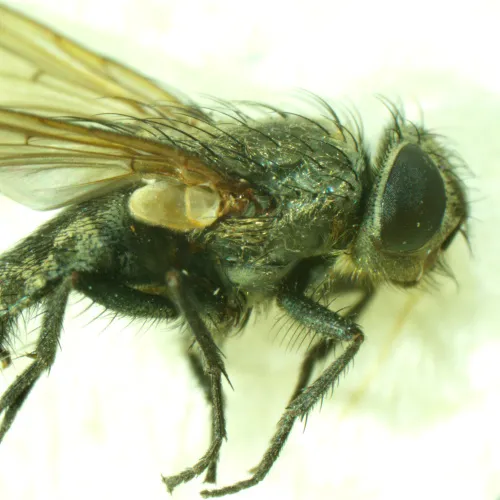 Микроскоп стереоскопический MAGUS Stereo A6 фотография