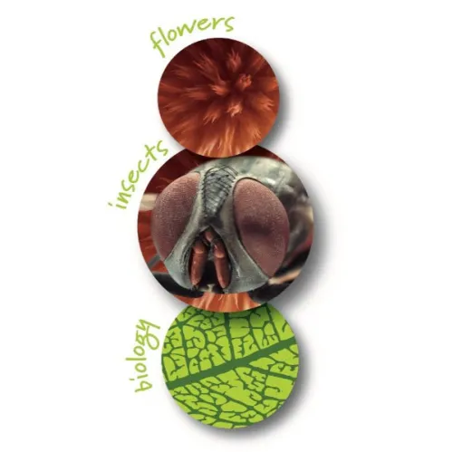 Микроскоп детский портативный Navir «Зумскоп» 20–40x, с подсветкой, прозрачный фотография