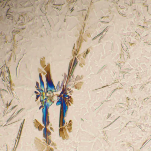 Микроскоп биологический MAGUS Bio 290T картинка