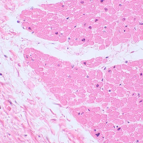 Микроскоп биологический цифровой MAGUS Bio D230TL LCD картинка