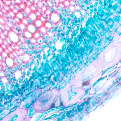 Микроскоп биологический MAGUS Bio D230T LCD фотография