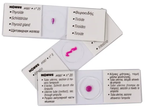 Набор микропрепаратов Konus 25: «Человеческое тело» картинка