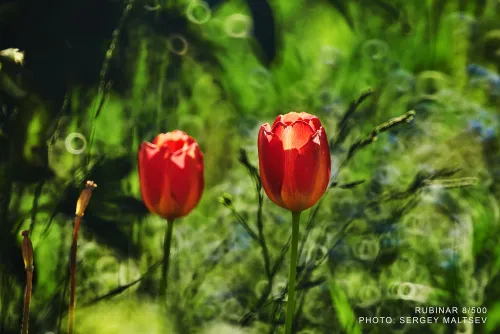 Объектив фотографический МС Рубинар 8/500 Макро картинка