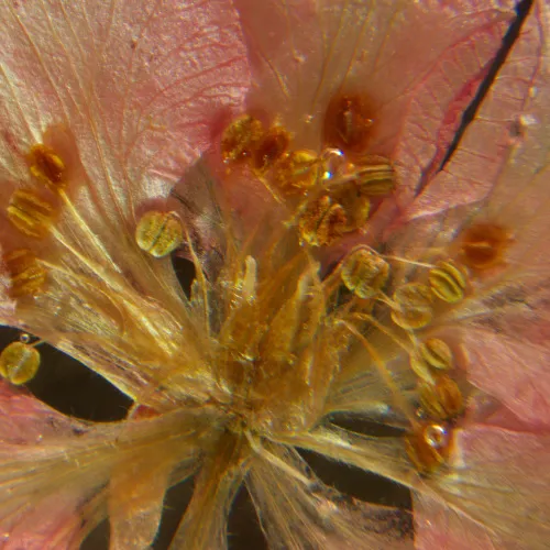 Микроскоп стереоскопический MAGUS Stereo A6 фото