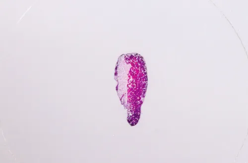 Набор микропрепаратов Konus 25: «Человеческое тело» изображение