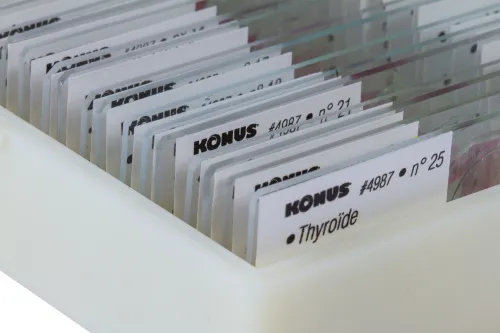 Набор микропрепаратов Konus 25: «Человеческое тело» фотография