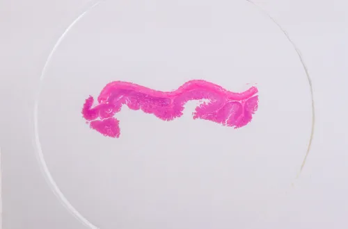 Набор микропрепаратов Konus 25: «Человеческое тело» фотография