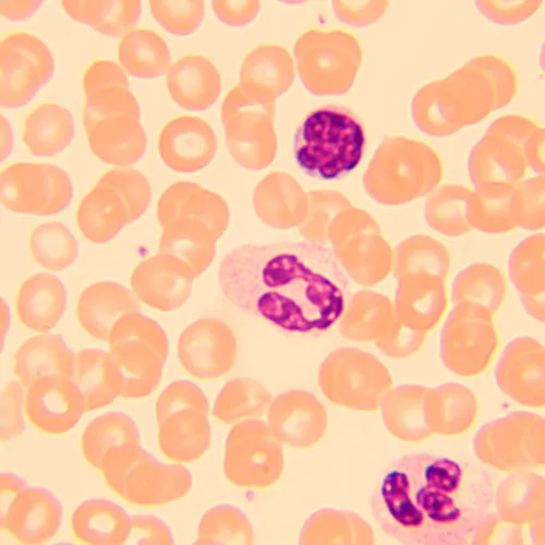 Микроскоп биологический MAGUS Bio 250B фото